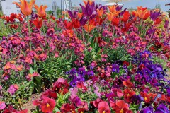 19-BUGA-2_Tulpen