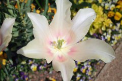 20_Tulpe-gross