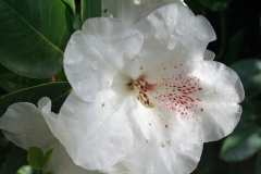 2003_BUGA-05-Rhododendron